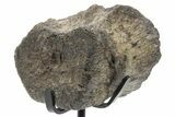 Fossil Hadrosaur Caudal Vertebra w/ Metal Stand - Texas #243650-1